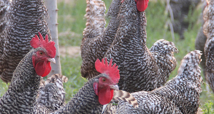 山東金秋農牧科技股份有限公司