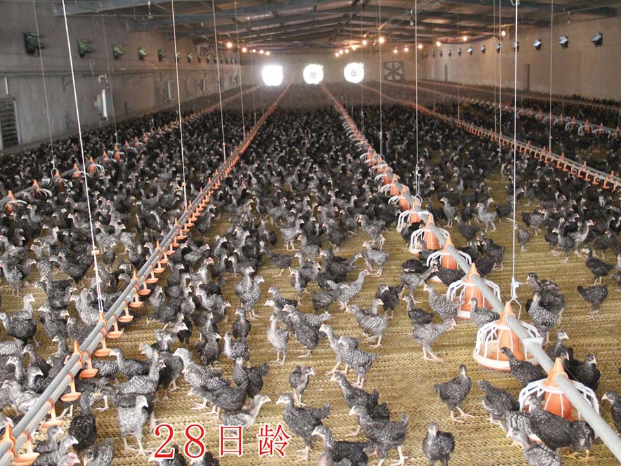 提升蘆花雞病后產蛋性能的管理措施