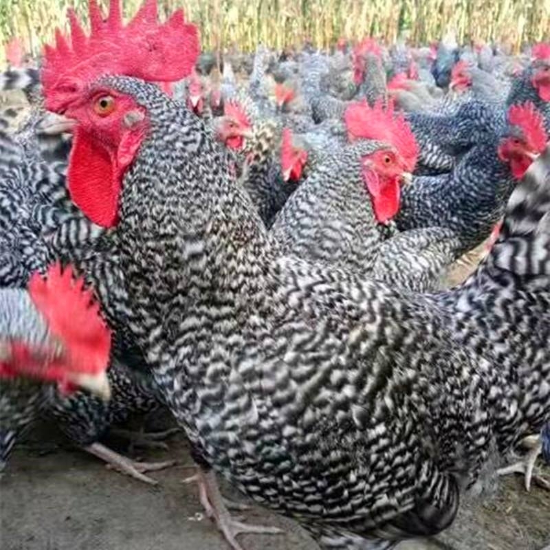 雞硒-維生素E缺乏癥的臨床癥狀、剖檢變化和治 療