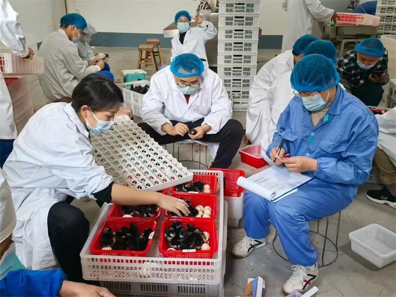 山東省農科院家禽所育種團隊來金秋農牧公司開展育種工作